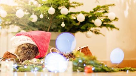 Festive Dog Under the Christmas Tree wallpaper