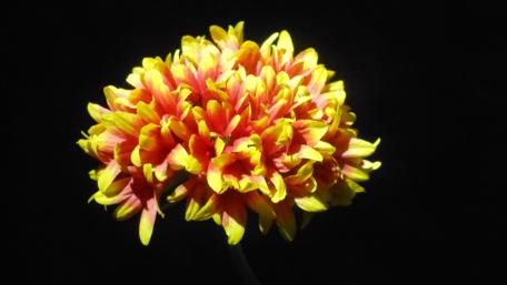 Vibrant Chrysanthemum Bloom in Stunning Detail wallpaper