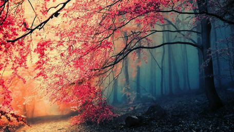 Mystical Morning in a Foggy Forest wallpaper