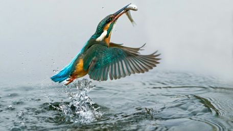 Colorful Kingfisher Catching Fish Above Water Surface wallpaper