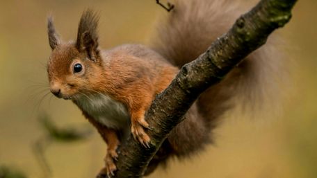 Fox squirrel wallpaper
