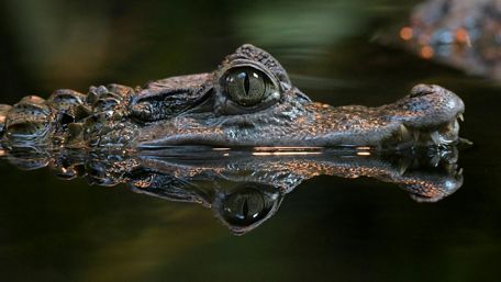 Caiman Reflection in Serene Water Scene wallpaper