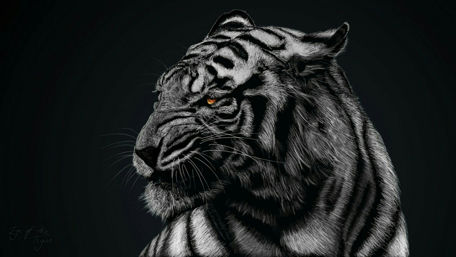 Tiger's Intensity in Monochrome wallpaper