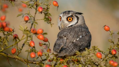Owl Among the Rosehips wallpaper