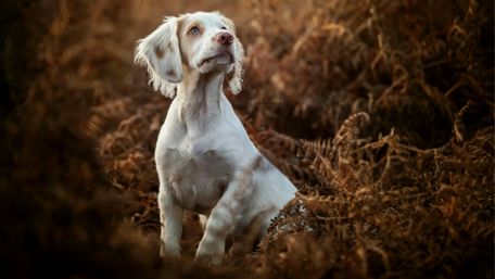 Elegant English Setter Among Ferns wallpaper