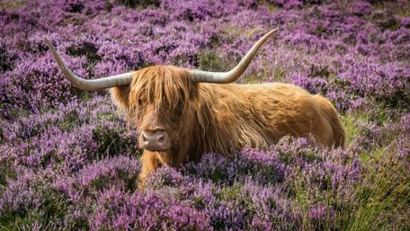 Highland Beef in the flower field wallpaper