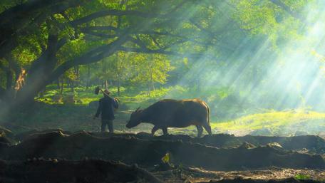 Animal husbandry wallpaper