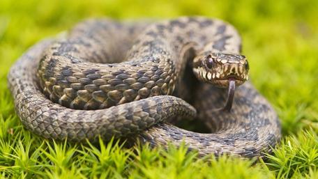 Snake wallpaper