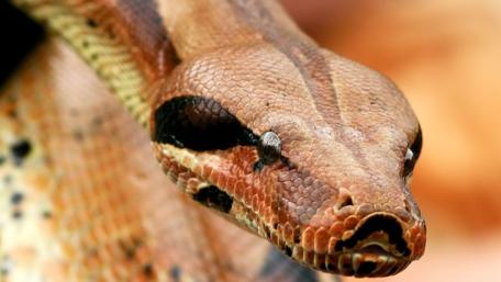 Boa constrictor wallpaper