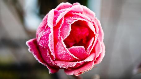 Frozen red rose ❄️❄️ wallpaper