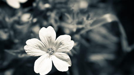 Elegant White Blossom in Monochrome Artistry wallpaper