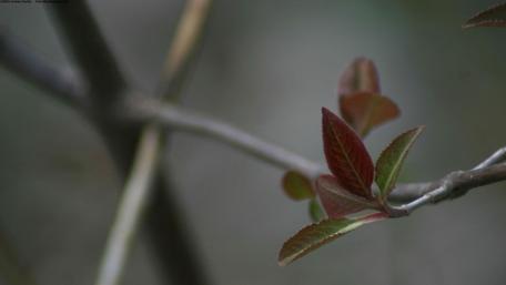Spring leaves wallpaper