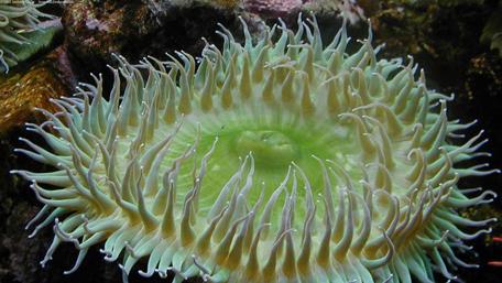 Vibrant Undersea Anemone Displaying Nature's Beauty wallpaper