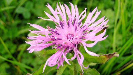 Vibrant Purple Flower Close Up Beauty wallpaper