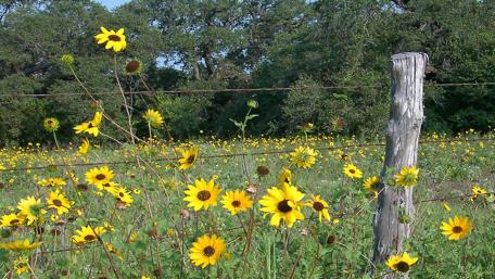 Bright Yellow Wildflowers Beside a Rustic Fence wallpaper