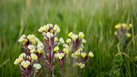 Wildflowers Blooming in a Sunlit Meadow wallpaper