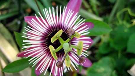 Purple passionflower wallpaper