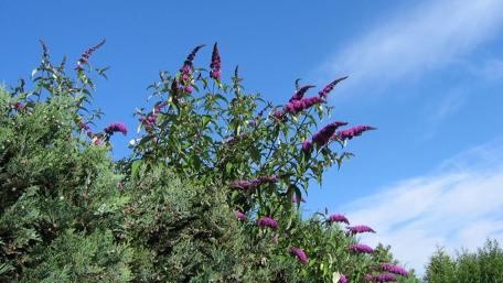 Vibrant Blooms Against a Clear Sky wallpaper