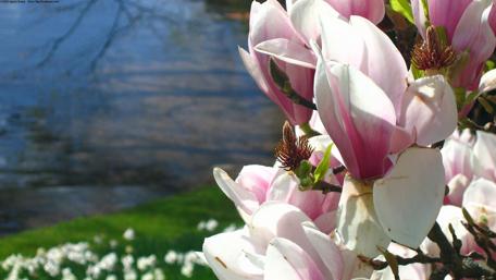 Magnolia blossom wallpaper