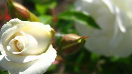 Elegant White Rose Blossom wallpaper