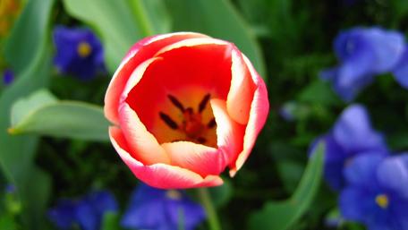 Vibrant Tulip Blossom in Springtime Garden wallpaper