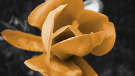 Vibrant Yellow Bloom in Monochrome Background wallpaper