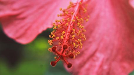 Hibiscus wallpaper