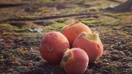 Vibrant Fruits on Nature's Canvas wallpaper