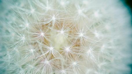 Dandelion seeds wallpaper