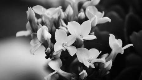 Black and white flowers wallpaper