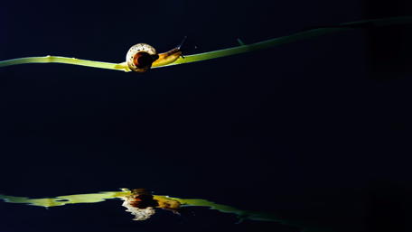 Snail wallpaper