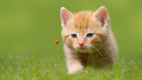 Tabby Kitten's Curious Encounter with a Ladybug wallpaper