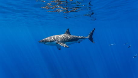 Great white shark wallpaper