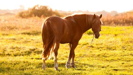 Horse in the summer field wallpaper