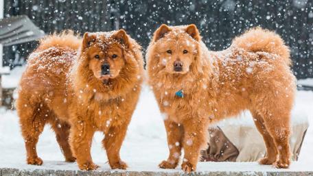 Chow Chow wallpaper