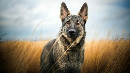 Loyal Companion in Nature's Embrace wallpaper