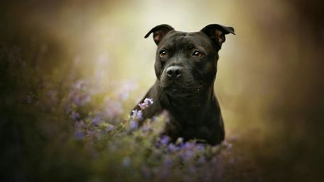 Majestic Terrier in a Flower Field wallpaper