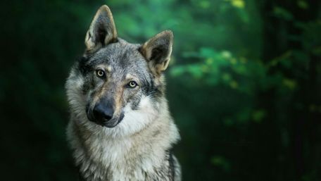 Majestic Gray Wolf in Forest wallpaper