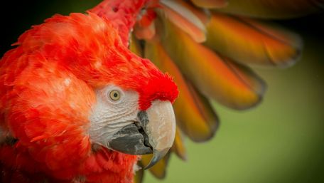 Vibrant Red Parrot Close-Up Wallpaper wallpaper
