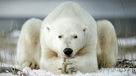 Majestic Polar Bear in Arctic Snowy Landscape wallpaper