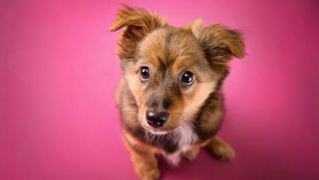 Cute puppy wallpaper