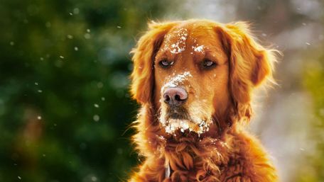 Golden Retriever Enjoying Snowy Wonderland wallpaper