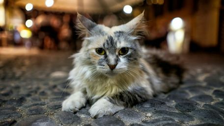Cat on the street wallpaper