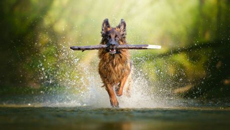 German Shepherd dog apport training wallpaper
