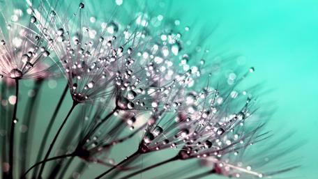 Morning dew wallpaper