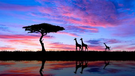 African savanna wallpaper