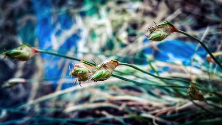 Blossom Buds wallpaper