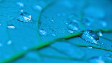 Serene Blue Waterdrops on Leaf Surface wallpaper