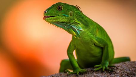 Green lizard wallpaper