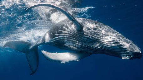 Humpback whale wallpaper